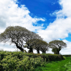 Nachhaltigkeitsberichterstattung für KMU –  Chancen und Herausforderungen